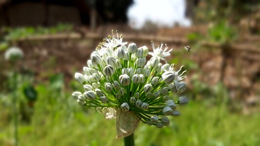 Close up white flower photo