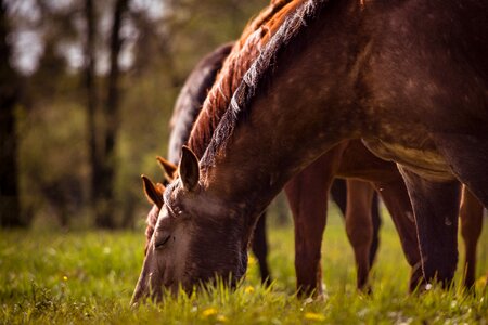 Quarterhorse coupling grass photo