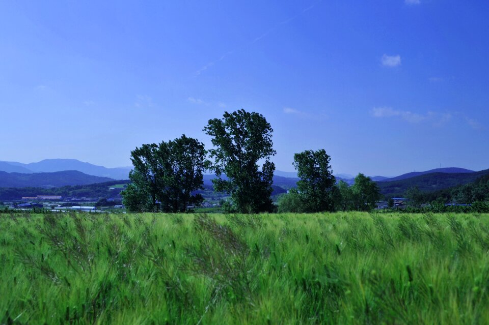 Barley field rural landscape nature