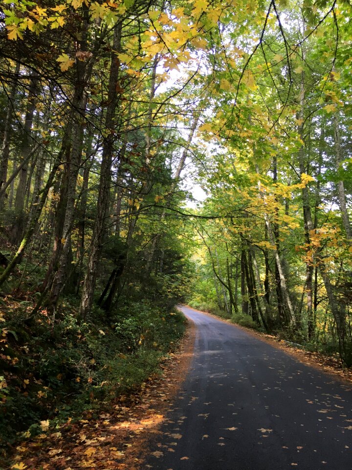 Autumn journey tree