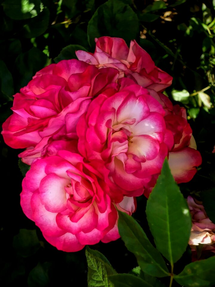 Pink and white nature