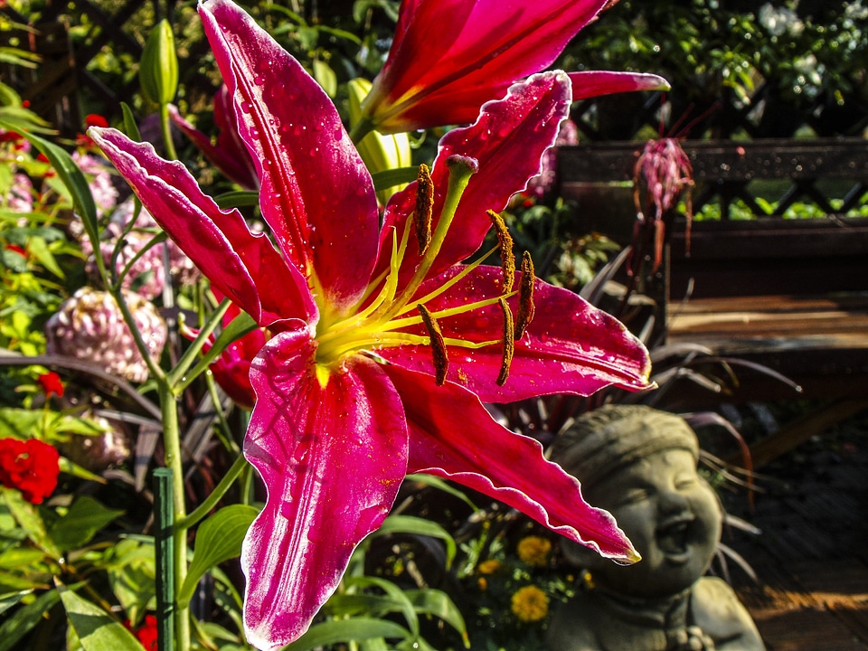 Blossom bloom red
