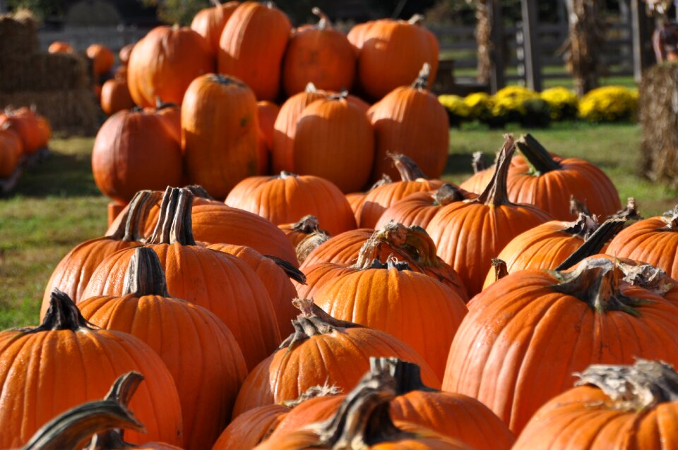 Pumpkin farm seasonal orange