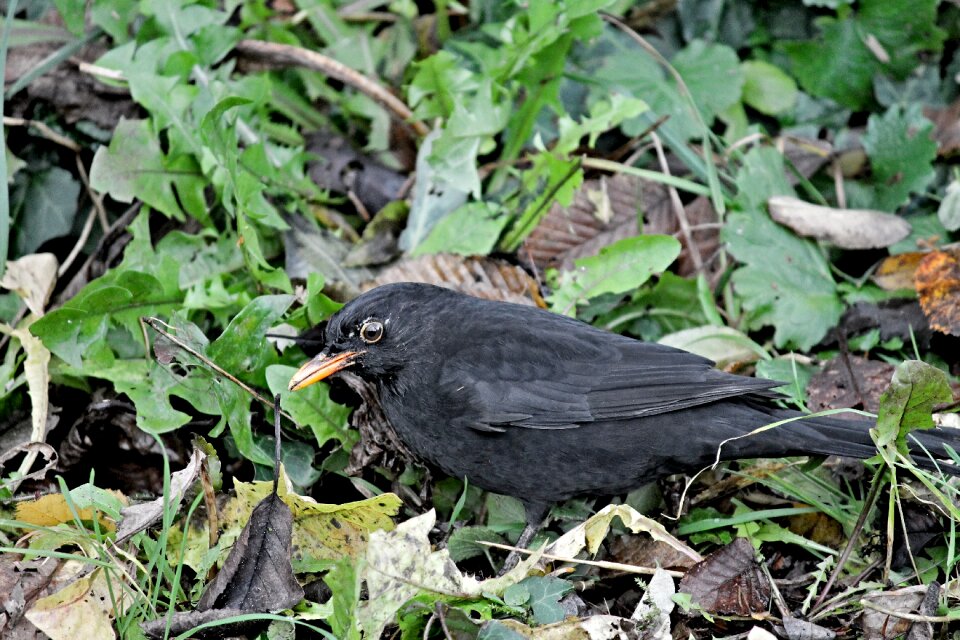 Leaves bird nature