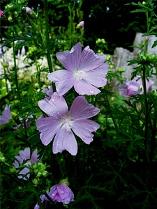 Filigree pointed flower natural plant