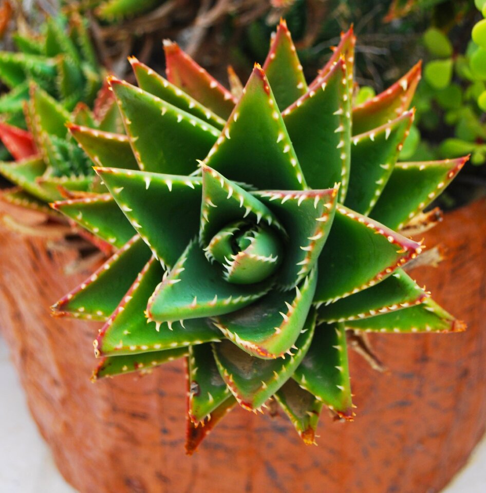 Green plant