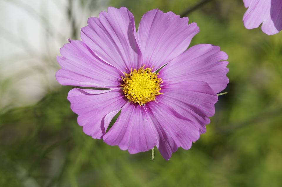 Purple violet flower photo