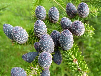 Conifer closeup nature