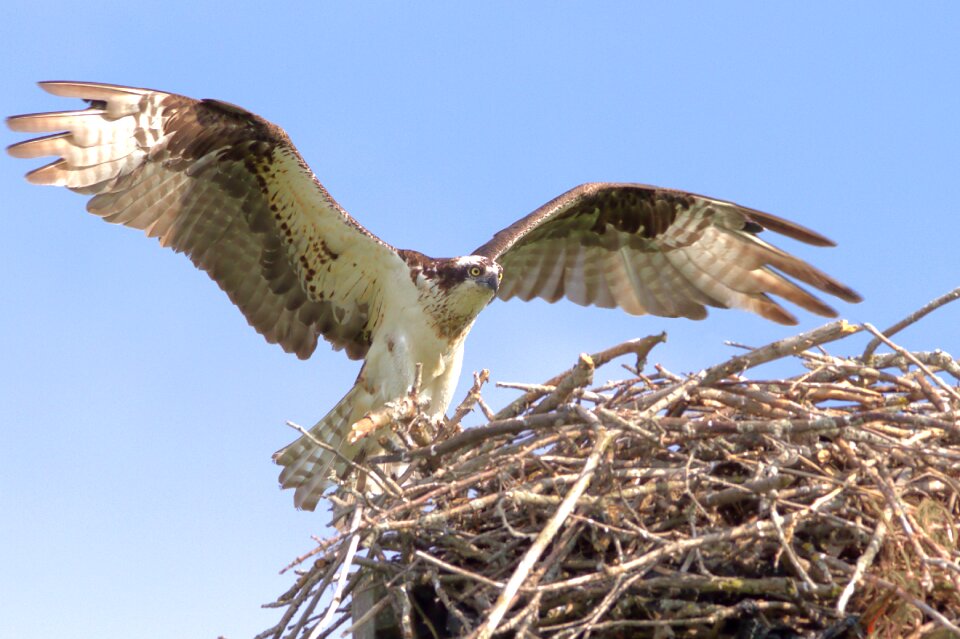 Nest wildlife flying