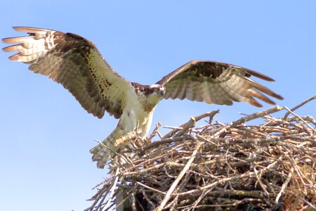 Nest wildlife flying