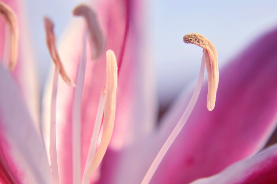 Nature petals pollen