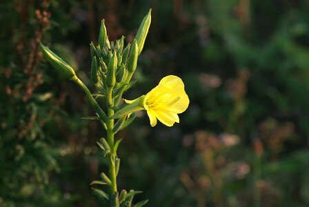 Yellow tall autumn photo