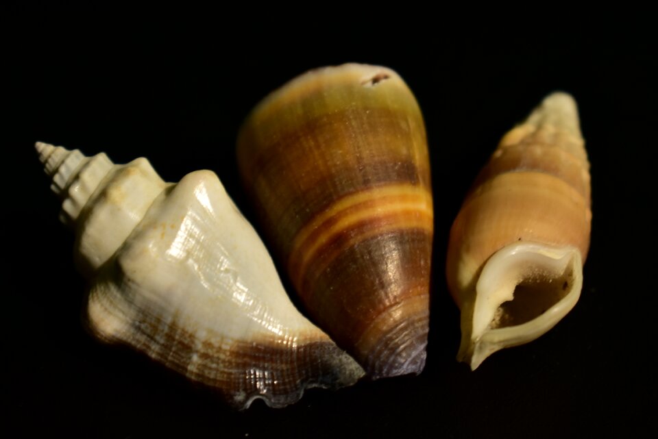 Invertebrate pattern spiral