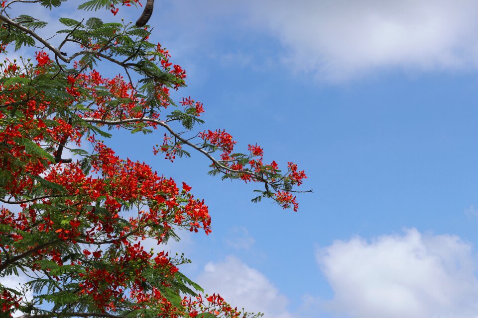 Phoenix flower summer red flowers