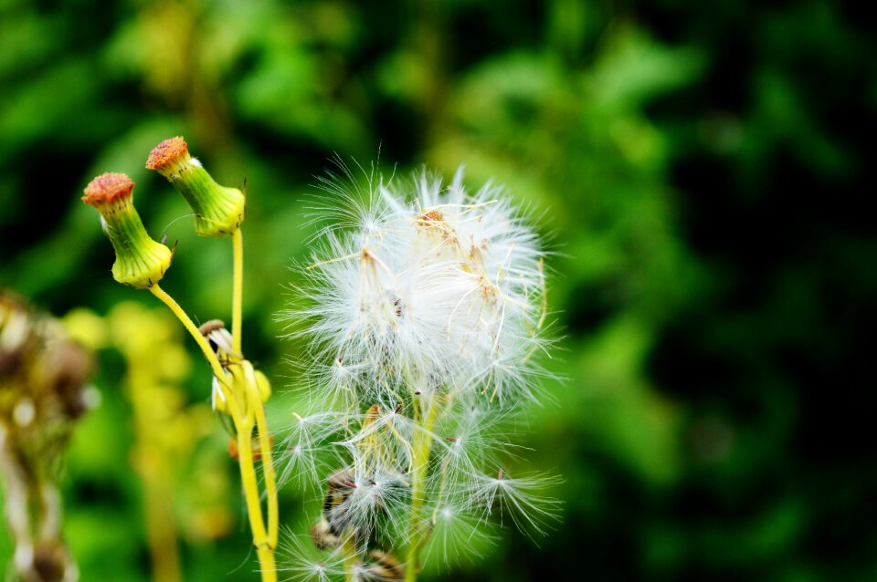 Plant spring blossom