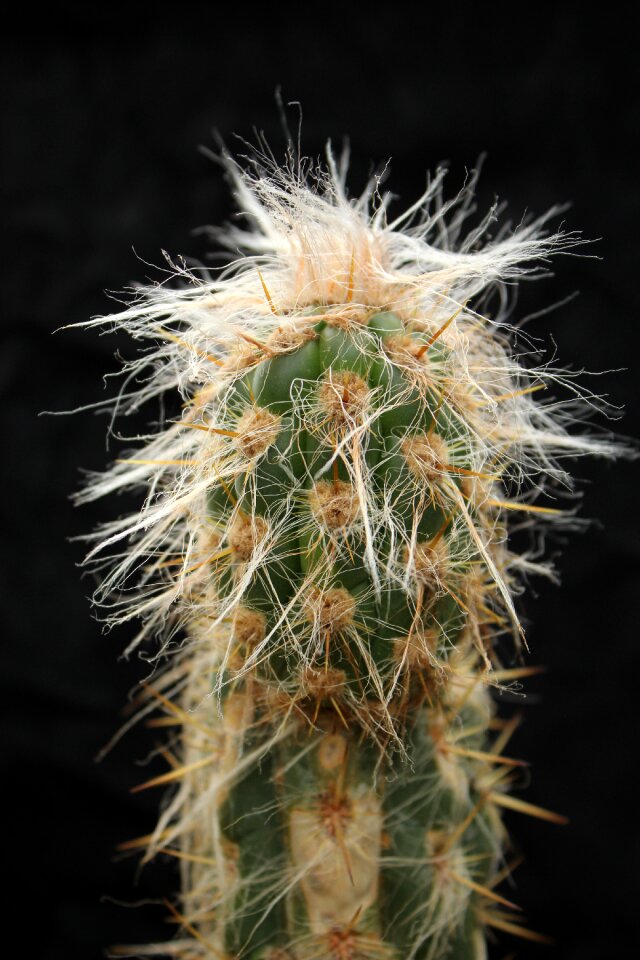 Prickly plant exotic