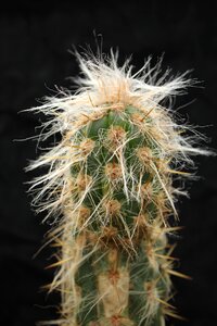 Prickly plant exotic