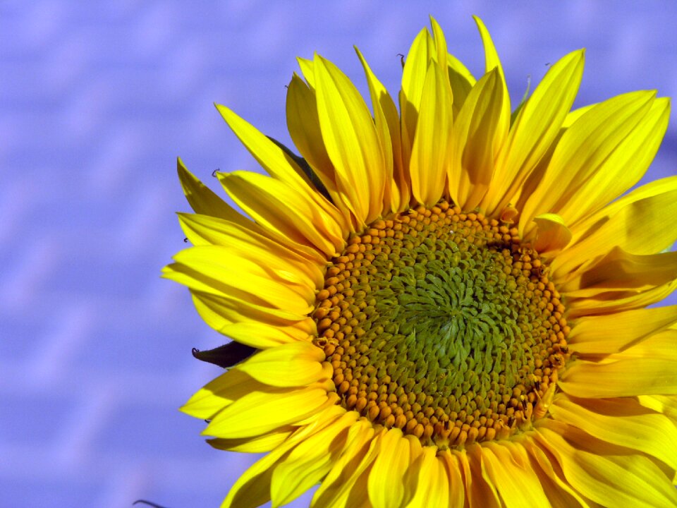 Yellow blossom bloom