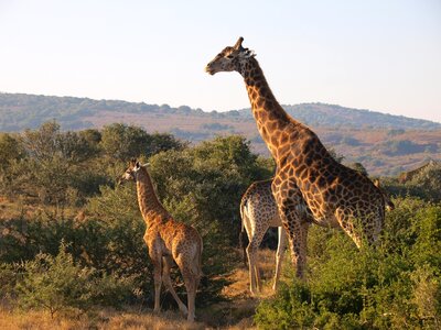 South africa national park giraffe