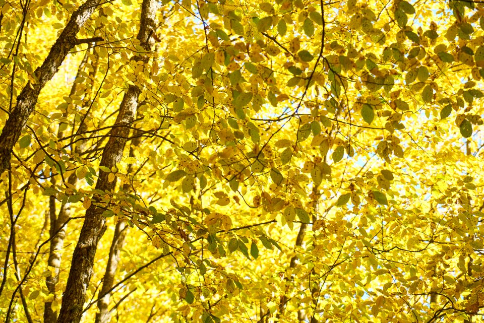 Nature beautiful background