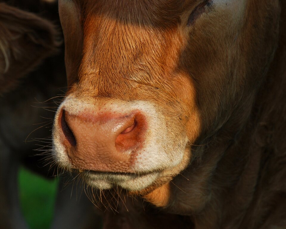 Beef brown agriculture