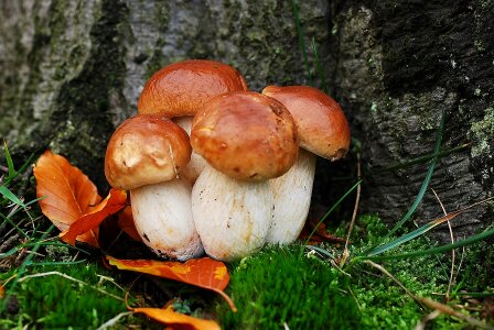 Asked porcini mushrooms mushroom Free photos