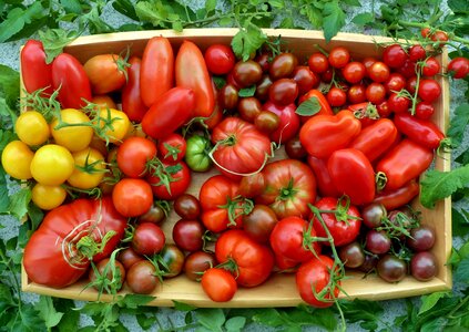 Tomato selection tomatoes locations tomatoes from the balcony