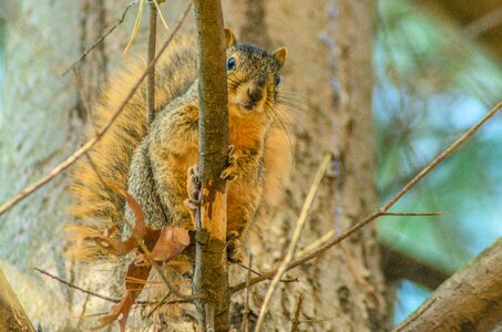 Nature forest wildlife photo