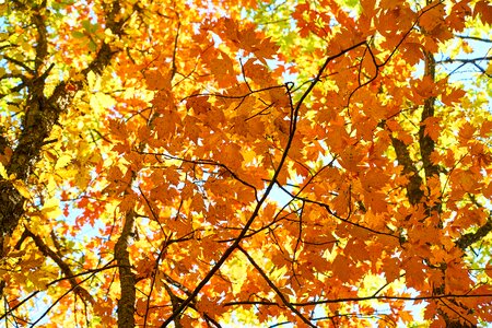 Nature beautiful background