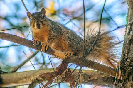 Nature forest wildlife
