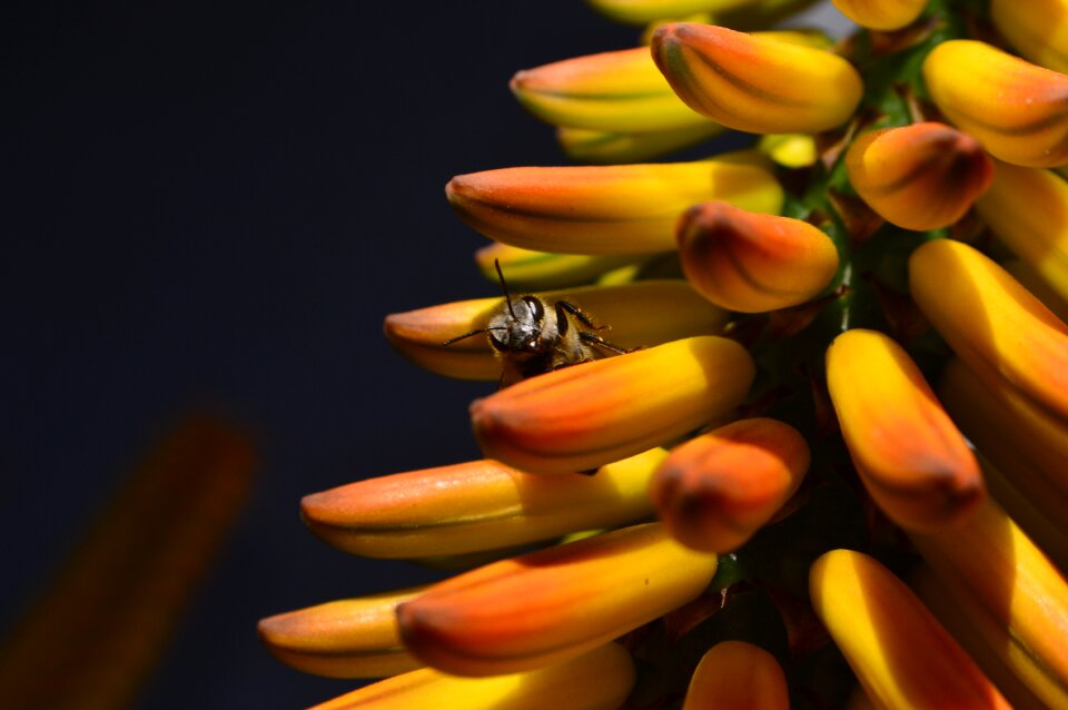 Natural nature