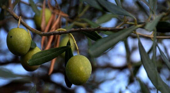 Iblei campaign olives