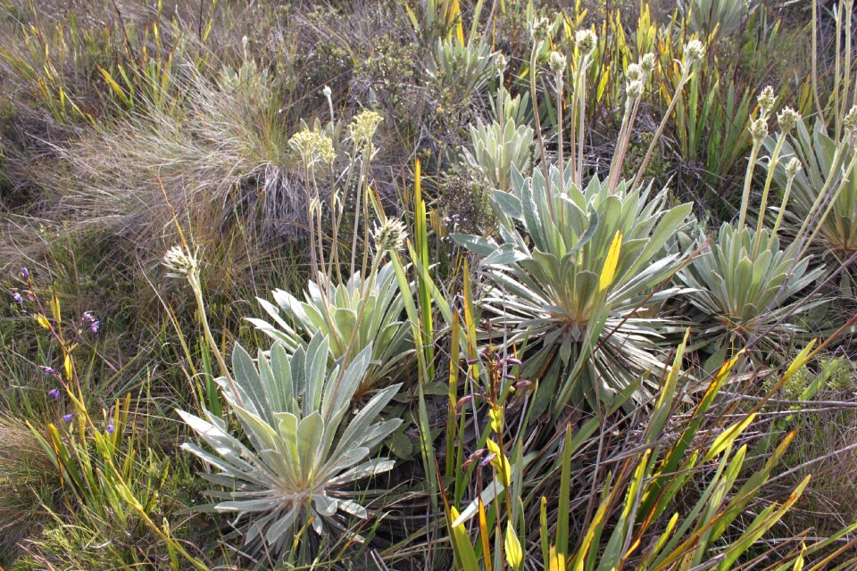 Mountain paramo crossing
