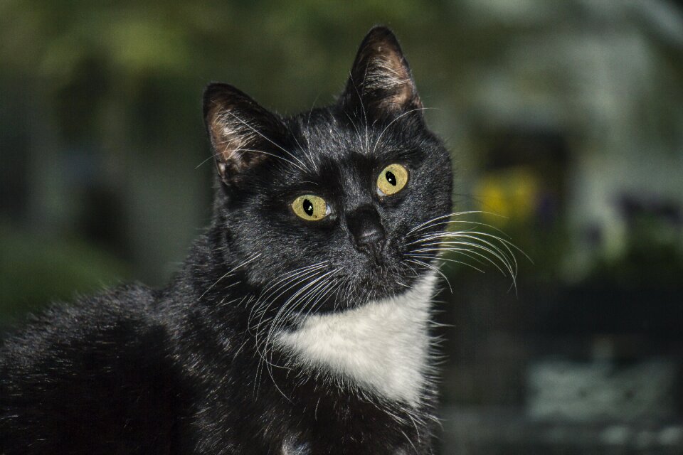 Feline cat eyes black cat