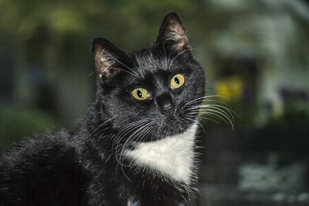 Feline cat eyes black cat photo