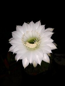 Cactus of the garden