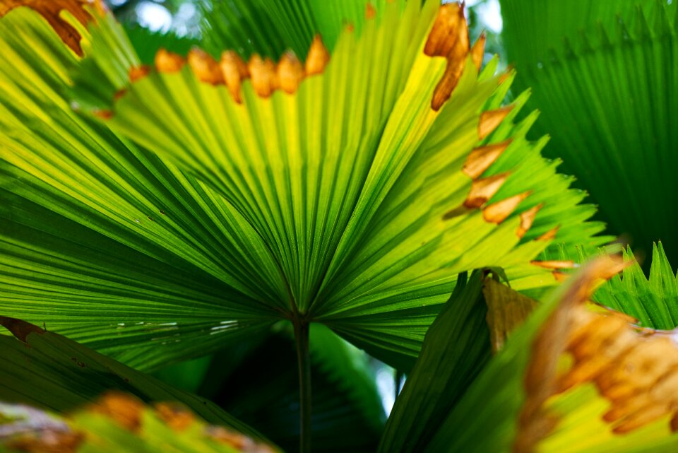 Green macro texture