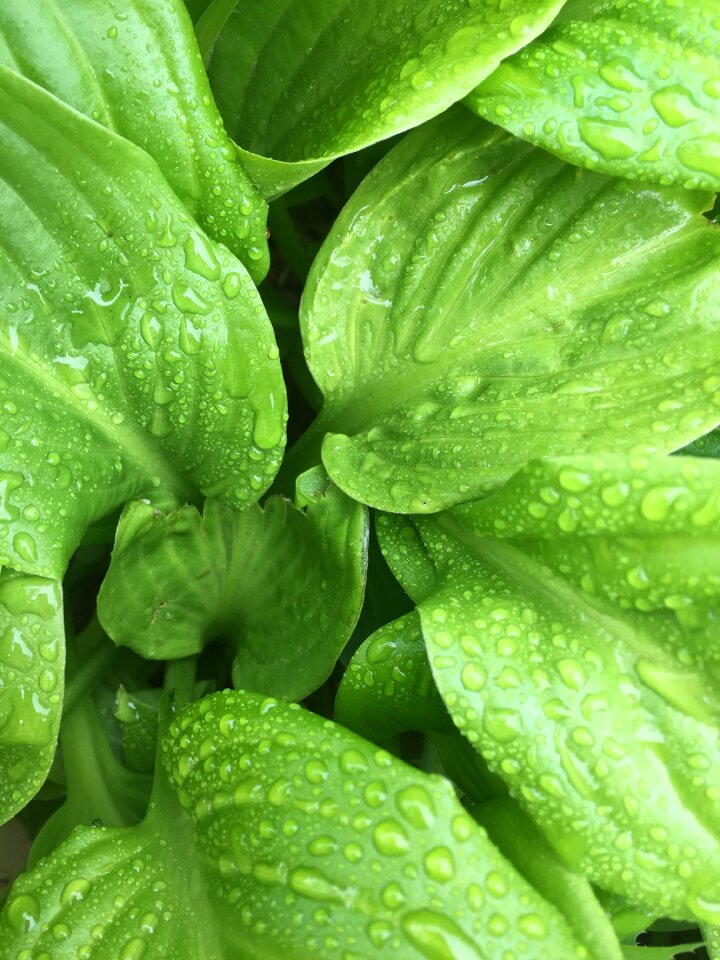 Greens after the rain drops