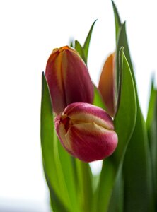 Deco decoration spring