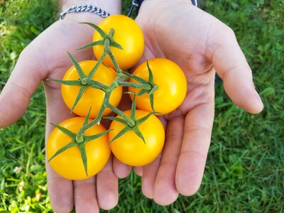 Yellow tomatoes food fresh