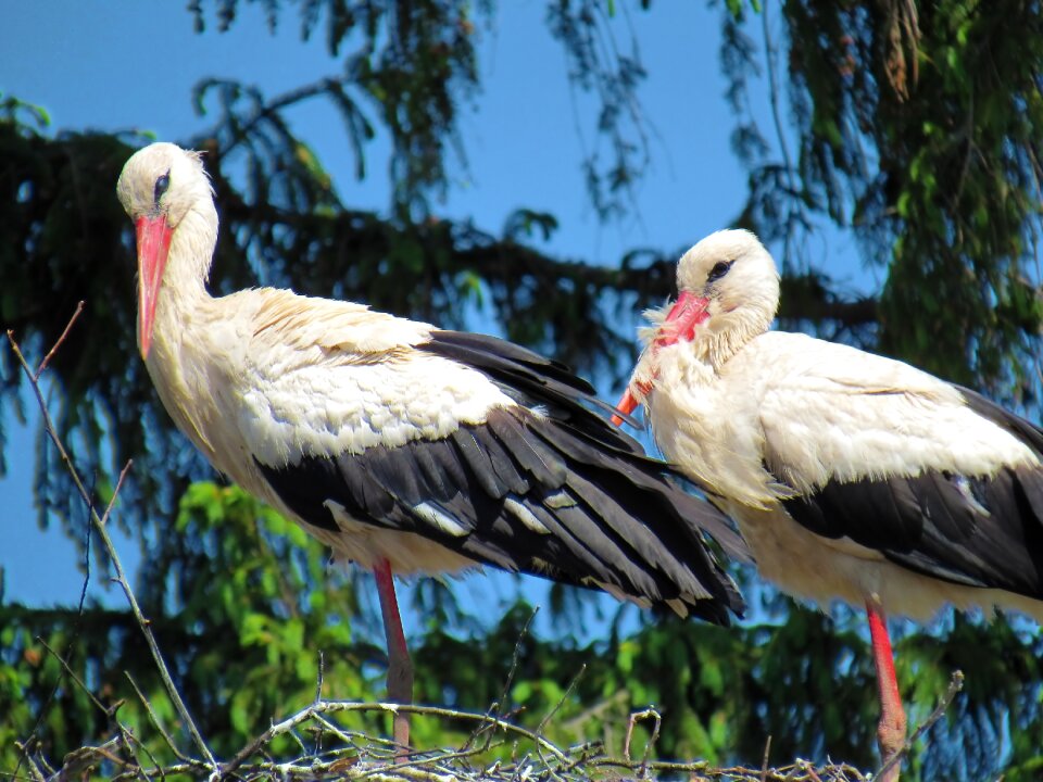 Bird animals birds nature