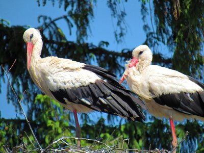 Bird animals birds nature