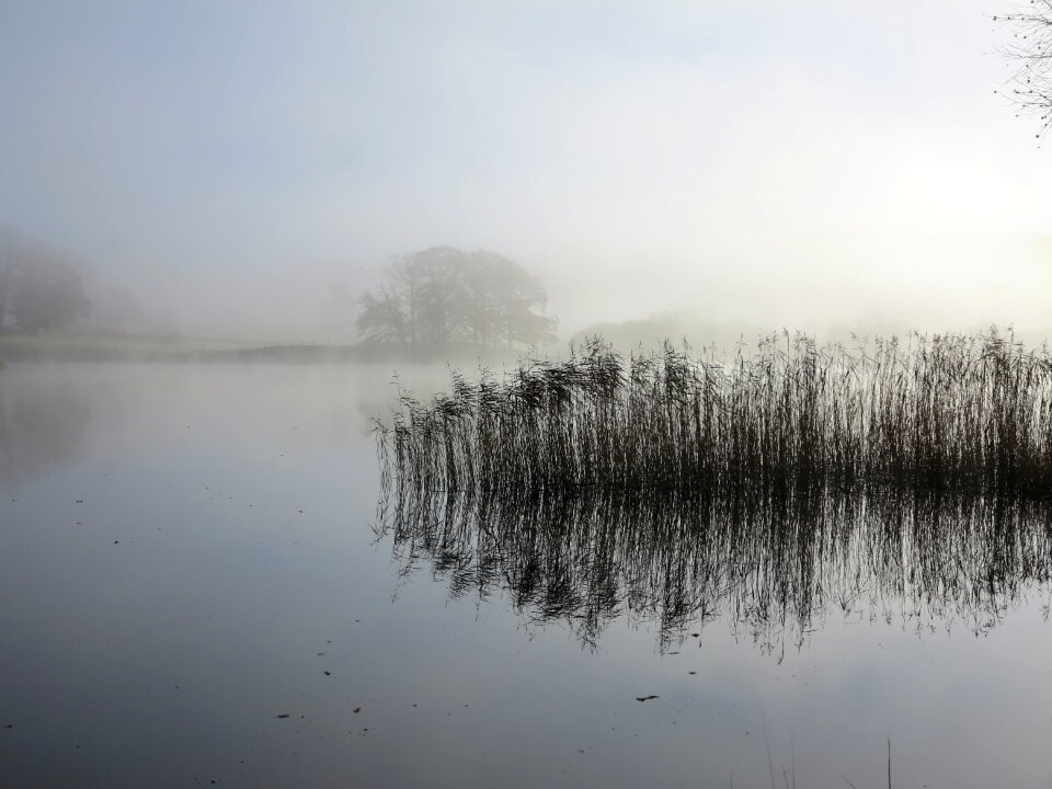Reeds reflection cumbria