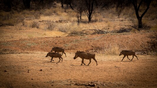 Landscape safari nature photo