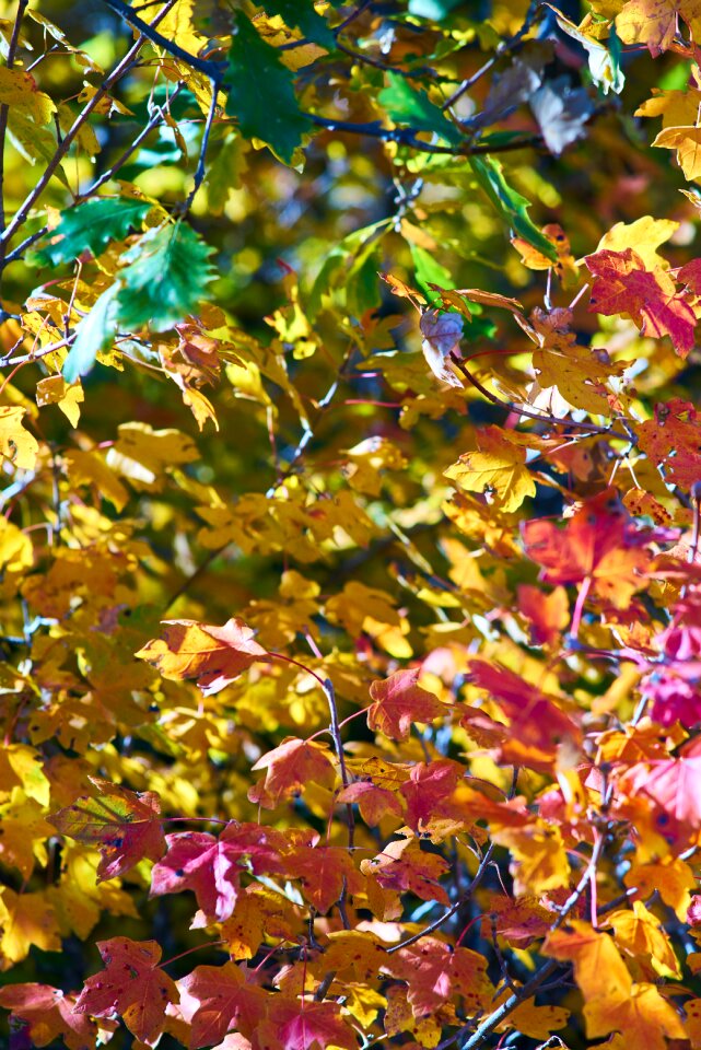 Nature beautiful background