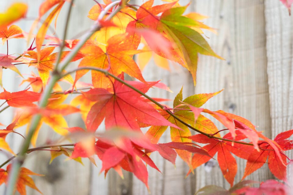 Maple leaf background soft colors