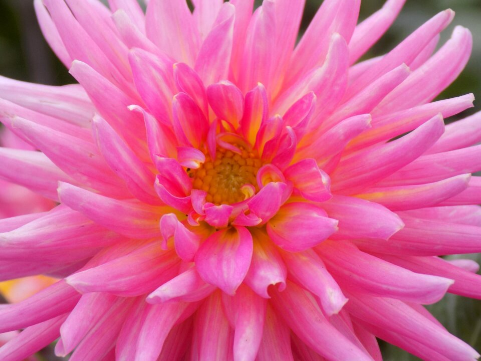 Closeup pink macro photography