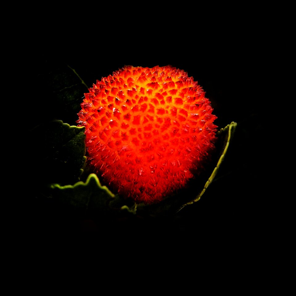Colorful plant food