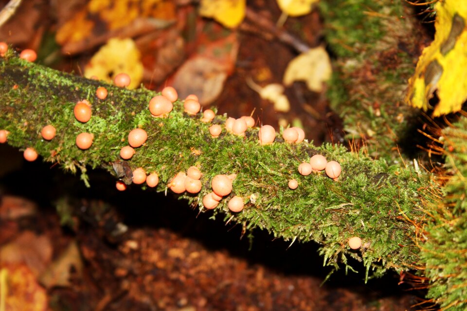 Mushrooms nature autumn