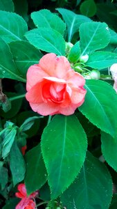 Nature pink red flowers